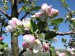 196 Květy jabloní 26.4.2012